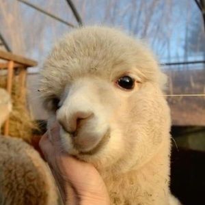 Meet your Posher, Hiraya